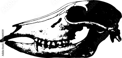 High contrast black and white wolf skull ink anatomical illustration for tattoo poster background and gothic design