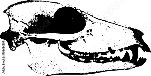 High contrast black and white wolf skull side profile ink illustration for tattoo poster background and anatomical study design