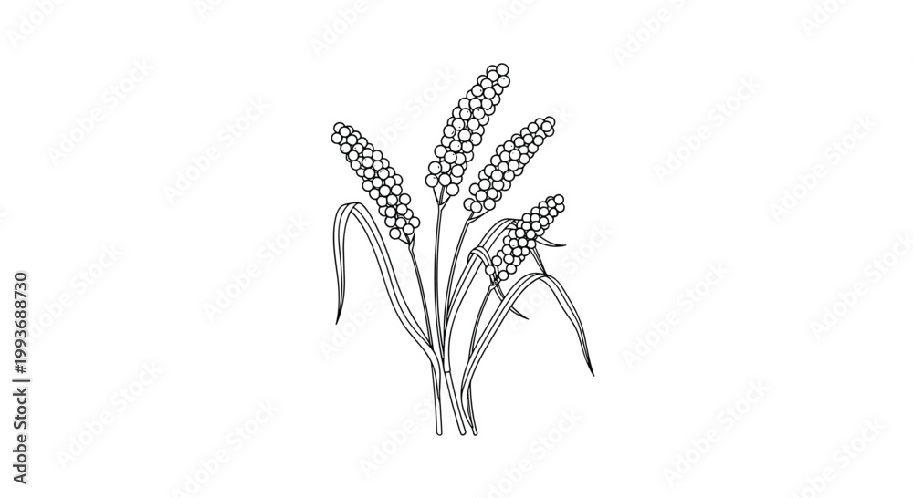 Fototapeta premium Elegant botanical sketch of grain stalks with detailed seeds and long leaves is presented as a black and white line drawing.