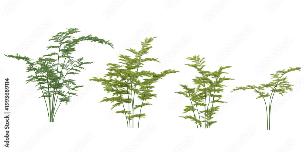 Naklejka premium Set of Asparagus trees on transparent background