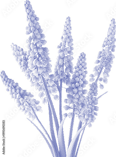 Grape hyacinths in soft blue with delicate detail during spring growth