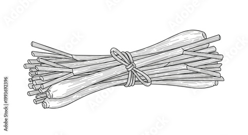 Detailed vintage engraving of a bunch of fresh lemongrass stalks tied together with a simple string for herbal cooking and aromatherapy.