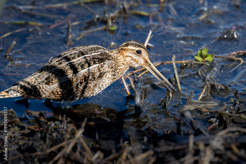 Valokuva Wilson Snipe foraging in a marsh