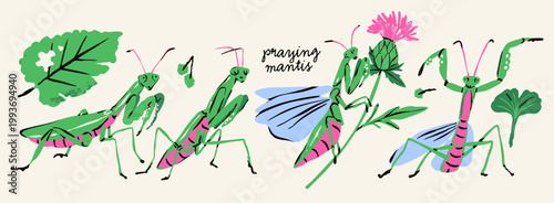 Various praying Mantis set. Cute green, pink insects, bugs, leaves, flowers. Hand drawn trendy Vector illustration. Isolated design elements. Sticker, logo, icon, print templates