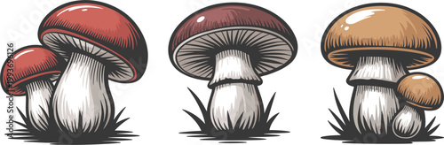 Wild mushrooms with detailed caps and stems, forest fungi for nature illustration and organic botanical elements
