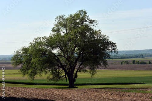 Tree in a field in the countryside.