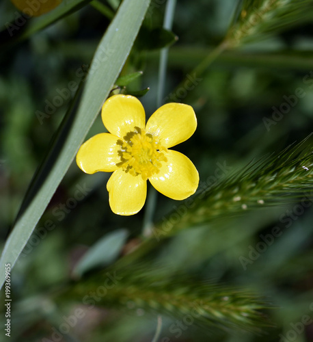 Close up of  yellow flower.