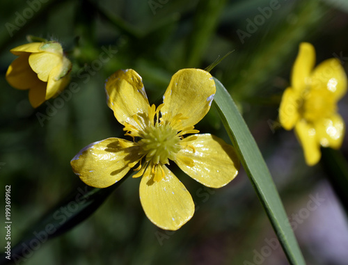 Close up of a yellow flower.