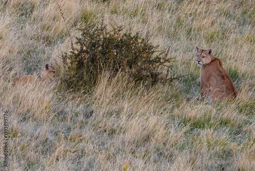 Mother Puma and her cub 