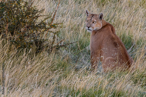 Puma at Torrea del Paine National Park, Chile