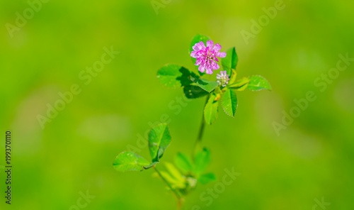 Принти на полотні Trifolium resupinatum, also known as Persian Clover or Iranian Clover, is a plant that grows naturally and is readily consumed by pets
