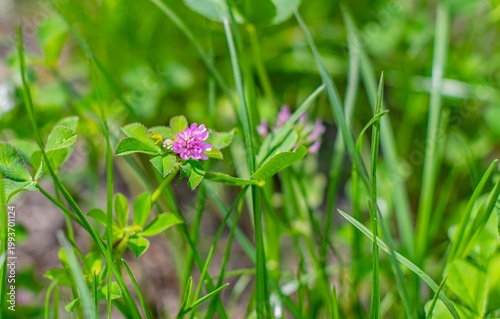 Foto Trifolium resupinatum, also known as Persian Clover or Iranian Clover, is a plant that grows naturally and is readily consumed by pets