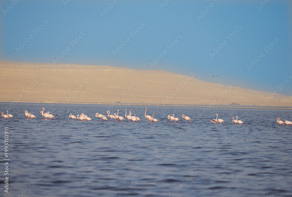 Naklejka premium swans on the lake