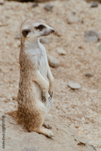 Suricata en su hábitat natural del desierto bajo la luz del sol