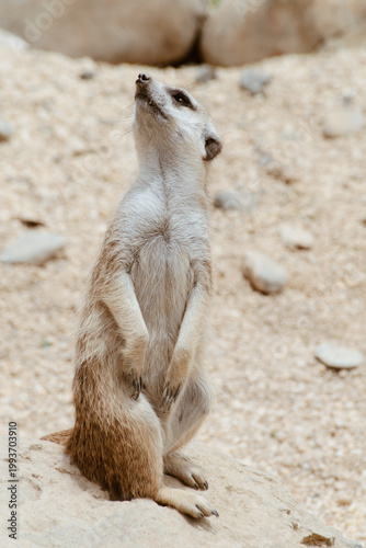 Retrato detallado de suricata con expresión curiosa en primer plano