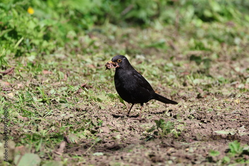 the male common blackbird (Turdus merula) collecting worms for its young