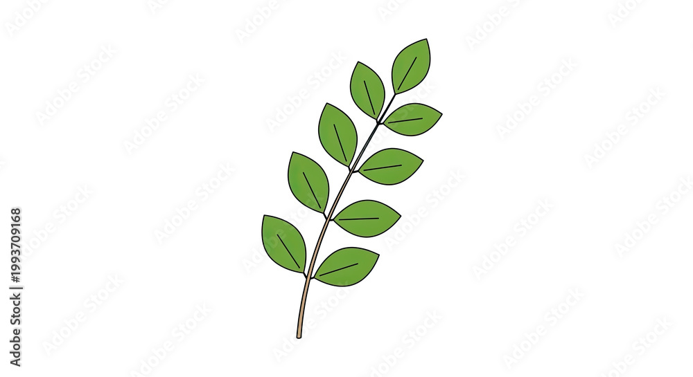 Obraz premium A delicate green leaf branch botanical illustration on white background