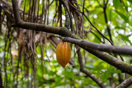 Sustainable Cacao Cultivation in the Amazon Floodplains