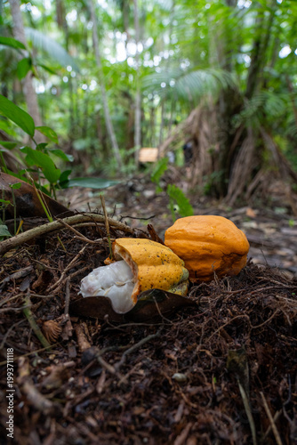 Sustainable Cacao Cultivation in the Amazon Floodplains