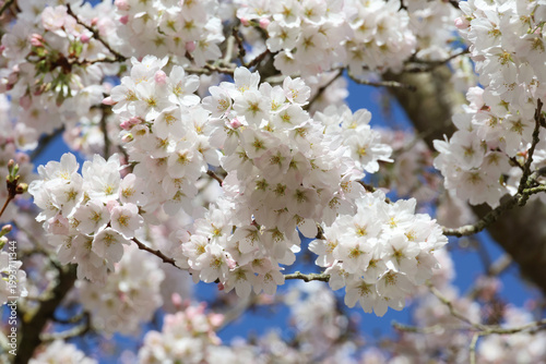 Canvastavla Prunus × yedoensis