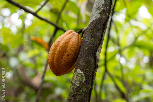 Sustainable Cacao Cultivation in the Amazon Floodplains