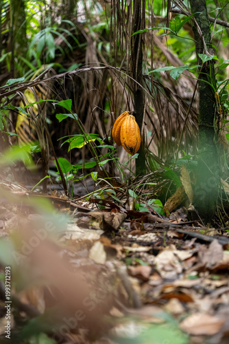 Sustainable Cacao Cultivation in the Amazon Floodplains