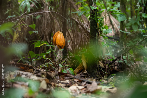 Sustainable Cacao Cultivation in the Amazon Floodplains