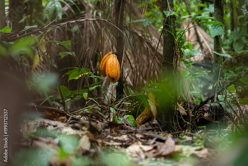 Sustainable Cacao Cultivation in the Amazon Floodplains