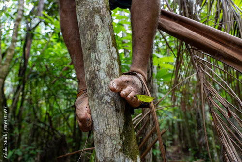 Man climbing acai palm using peconha in the Amazon rainforest