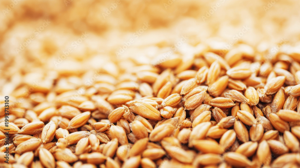 Obraz premium Wheat grains forming a golden textured carpet, representing harvest, agriculture, and natural goodness in soft focus