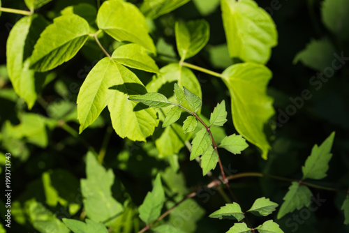 Beautiful green leaves on m...