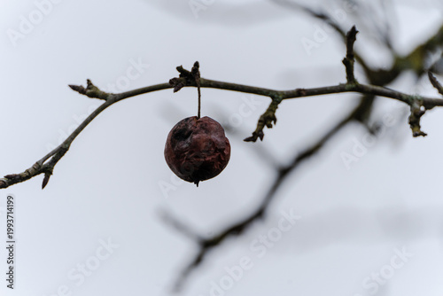 Dry fruit on branch in natural environment close up.