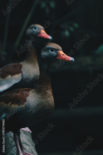 pareja de patos 