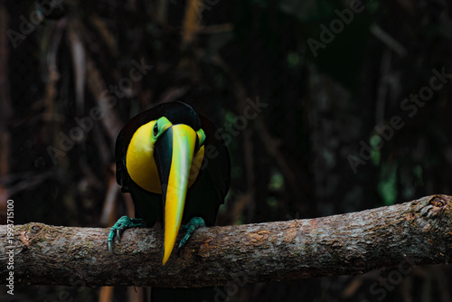 tucan en rama de arbol