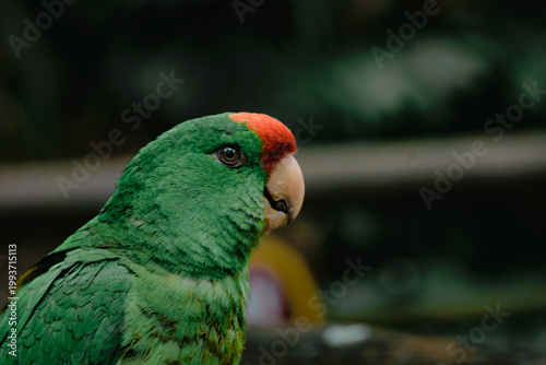perico bebé