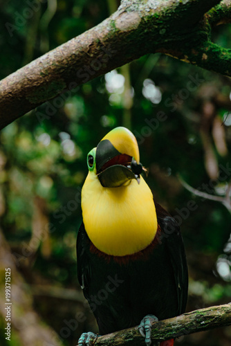 Tucán alimentándose de frutos silvestres en su hábitat natural de la selva.