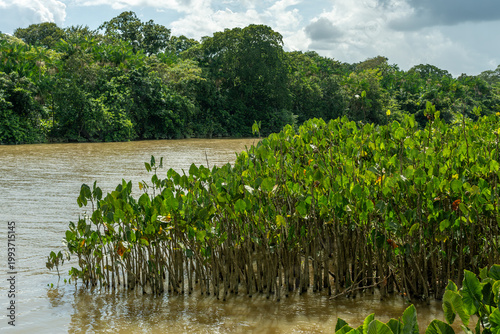 Aninga plants (Montrichardia linifera) along Amazon riverbank
