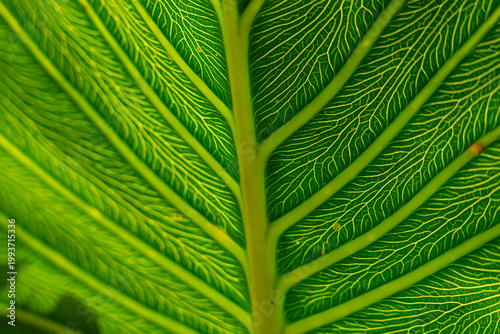 Aninga plants (Montrichardia linifera) along Amazon riverbank