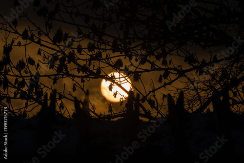 Sun at sunset through tree branches in natural environment.