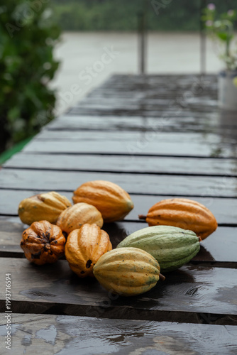 Sustainable Cacao Cultivation in the Amazon Floodplains