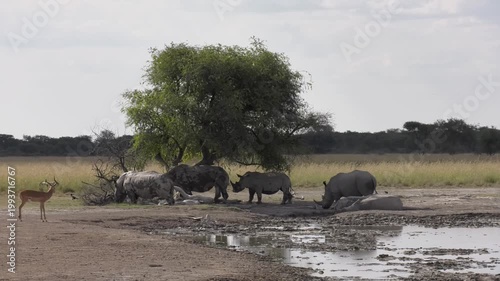 White Rhinoceros Herd Gathering at a Muddy Waterhole in the Savanna under a tree