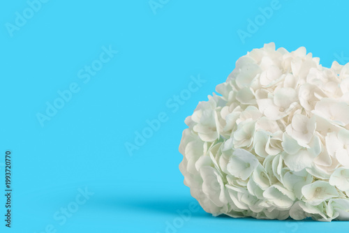 White hydrangea flower on b...