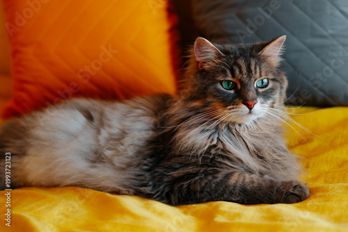 A domestic cat rests comfortably on a soft blanket with bright pillows around it. The cat appears relaxed and alert, with its green eyes focused on the surroundings
