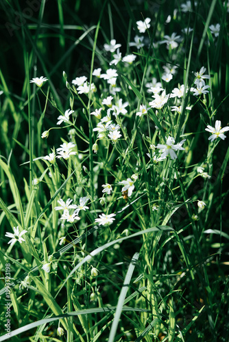 Small white wildflowers emerge among tall green grass in an outdoor area during daylight.