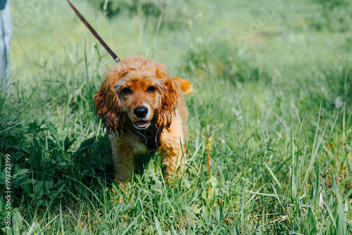 A small dog stands in a green grassy area, looking playful and happy. A person is accompanying the dog, enjoying a sunny day outdoors in a natural setting