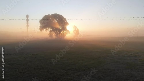 Glitch bands initiating, sweeping, obscuring, lifting, revealing tree, sun glowing through fog