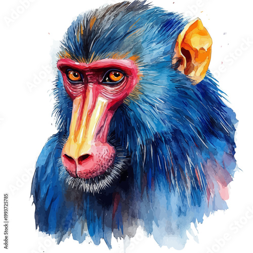 Tableau sur toile watercolor of Mandrill vector painting, isolated on a white background