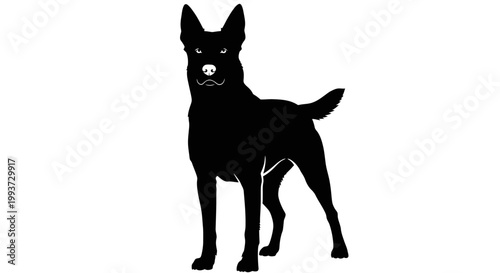 Minimalist Black Silhouette of a Standing Australian Cattle Dog Isolated on transparent background