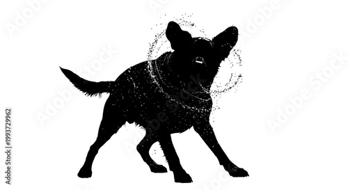 Silhouette of a small dog wearing a protective medical cone Isolated on transparent background