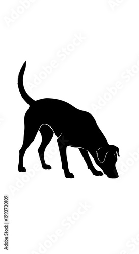 Silhouette of a sniffing dog looking for something on the ground Isolated on transparent background